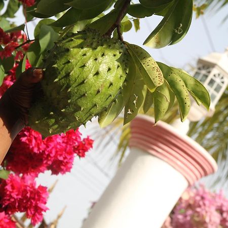 Sweetsop Jamaica Villa And Tours Montego Bay Eksteriør billede