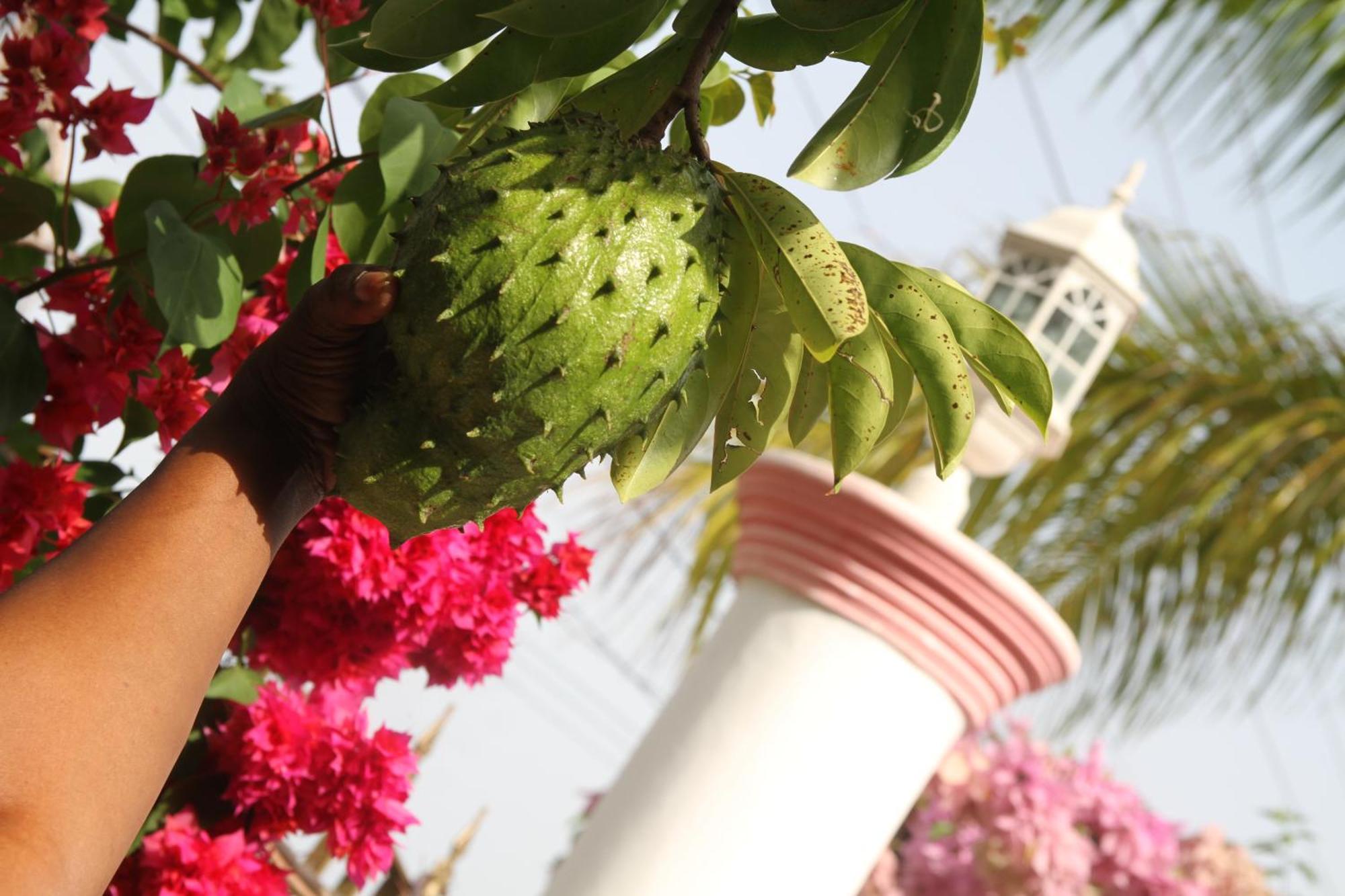Sweetsop Jamaica Villa And Tours Montego Bay Eksteriør billede